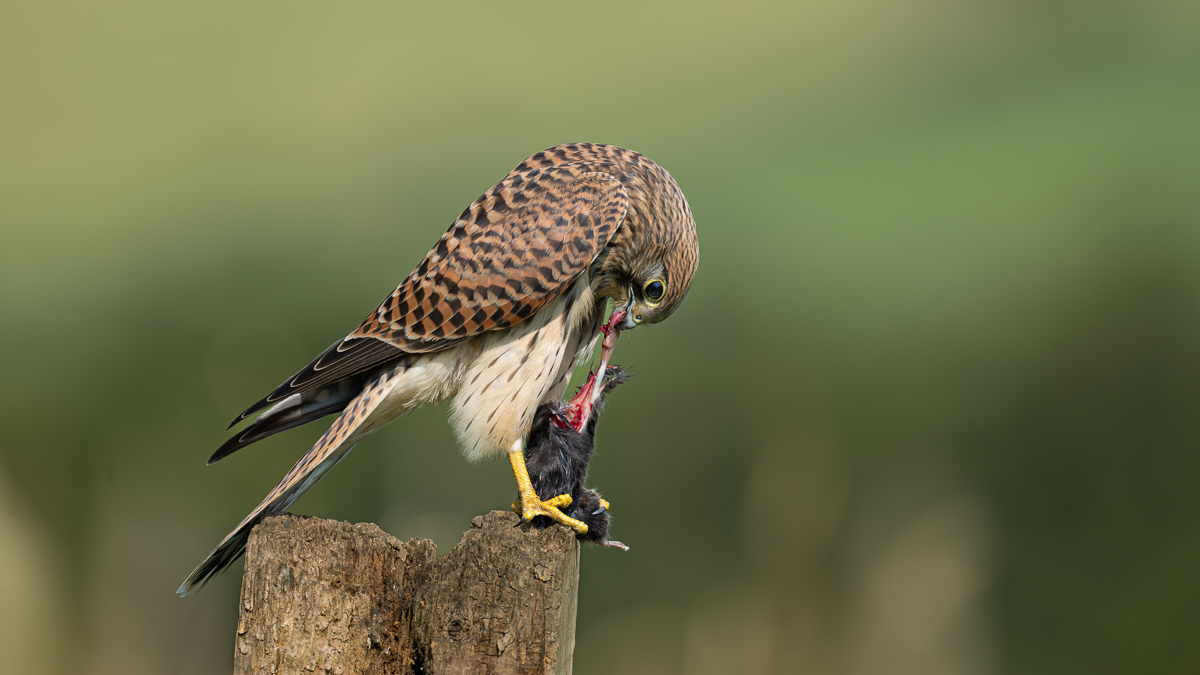 Arbon_13_Kestrel_Yorkshire Photography Hides_02-08-2024_ED16X9_01.jpg