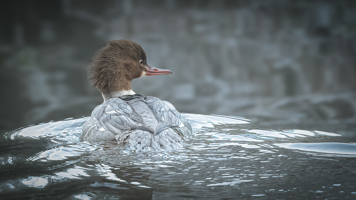 Arbon_1_BCG_Female Goosander_01.jpg