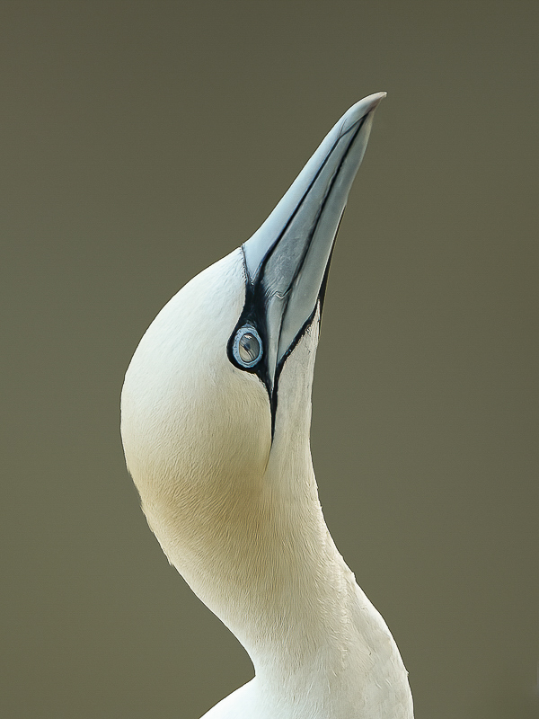 Arbon_1_BCG_Gannet_01.jpg