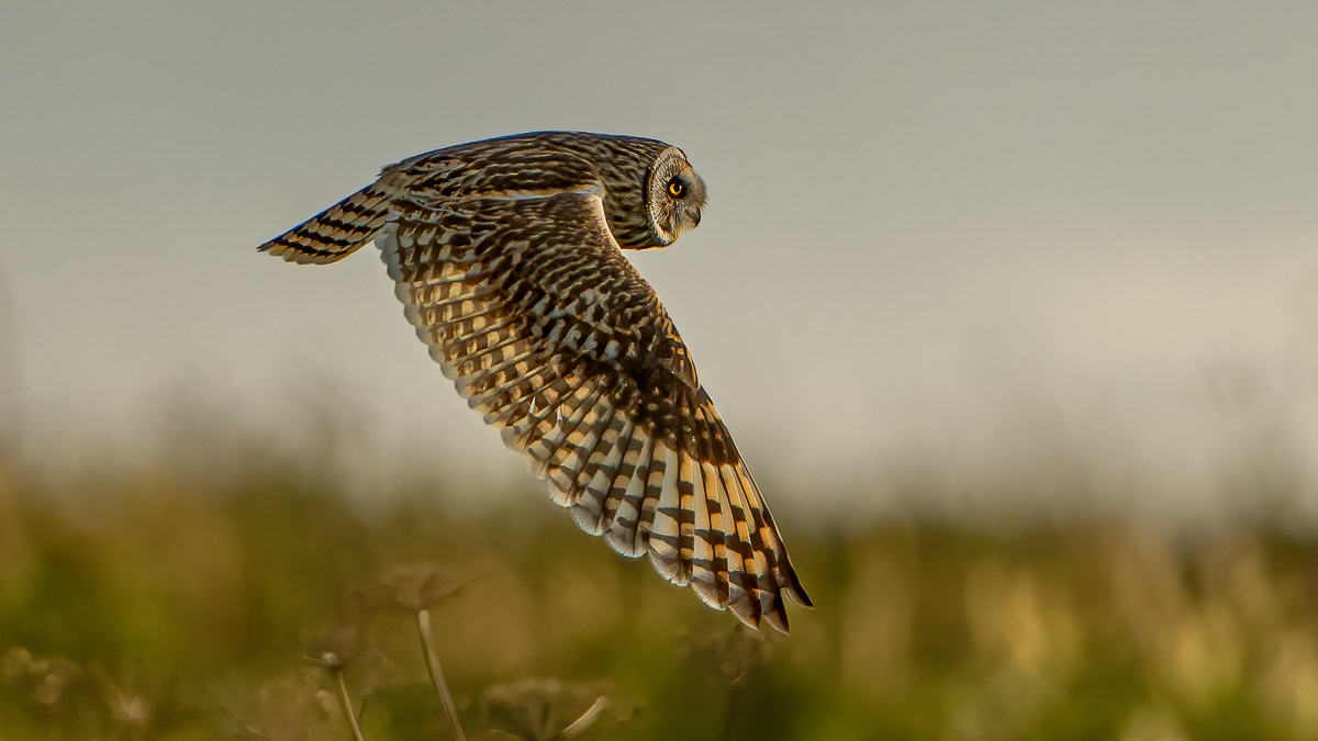 Arbon_1_BCG_Short Eared Owl_01.jpg