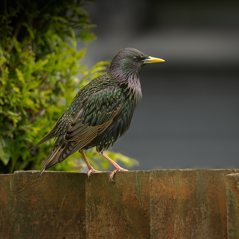 Arbon_1_BCG_Starling_15-05-2024_01.jpg