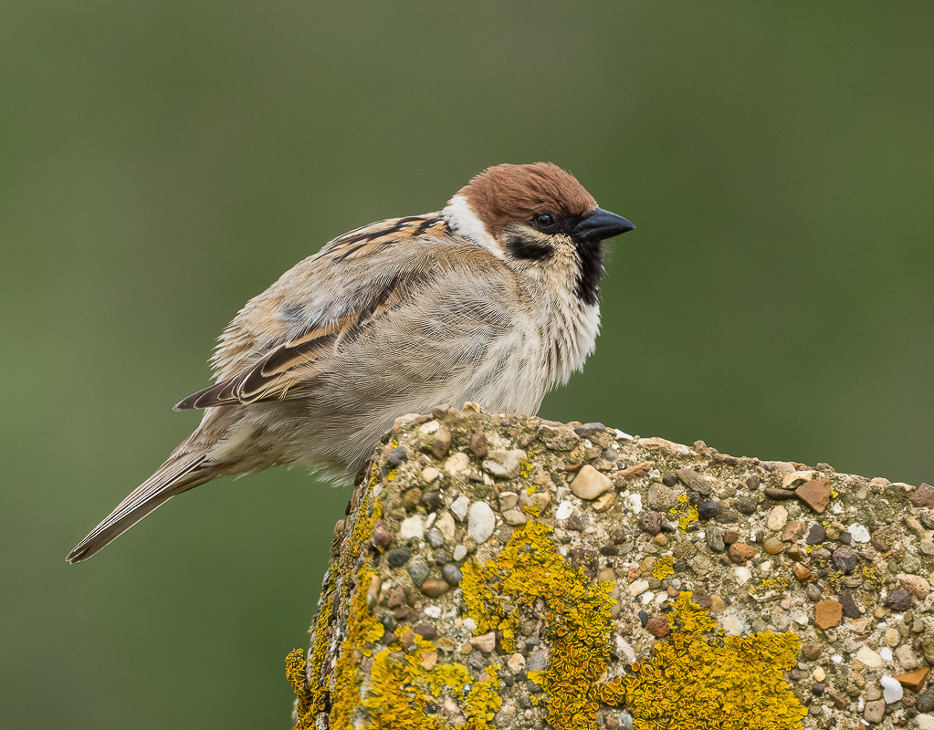 Arbon_1_BCG_Tree Sparrow_02.jpg