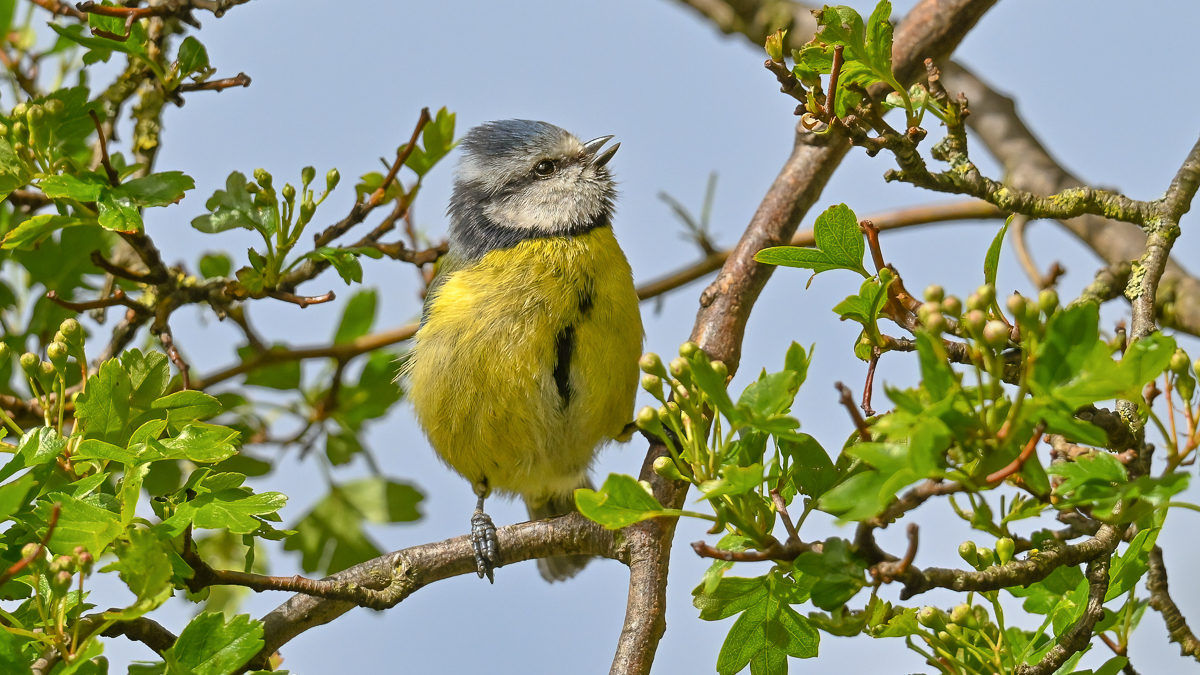 Arbon_2_BCG_Blue Tit__19-04-2024_02-3-2.jpg