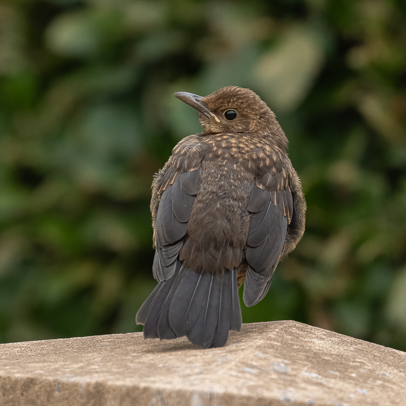 Arbon_2_Blackbird Feldgling_02.jpg