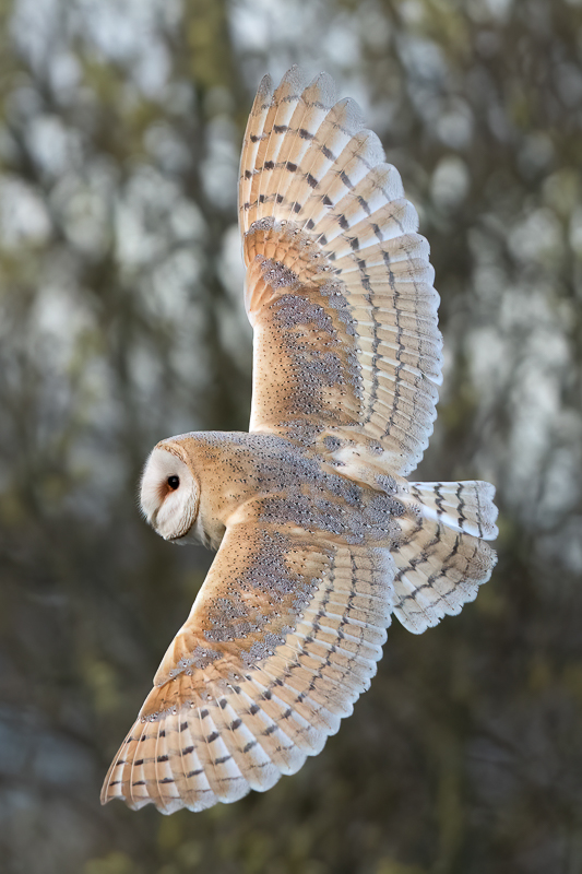 Arbon_2_ED_Barn Owl_Freshney_02-04-2023_01.jpg