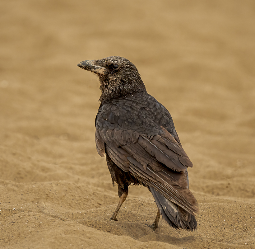 Arbon_2_ED_Crow_Cleethorpes_18062022_0.1-2.jpg