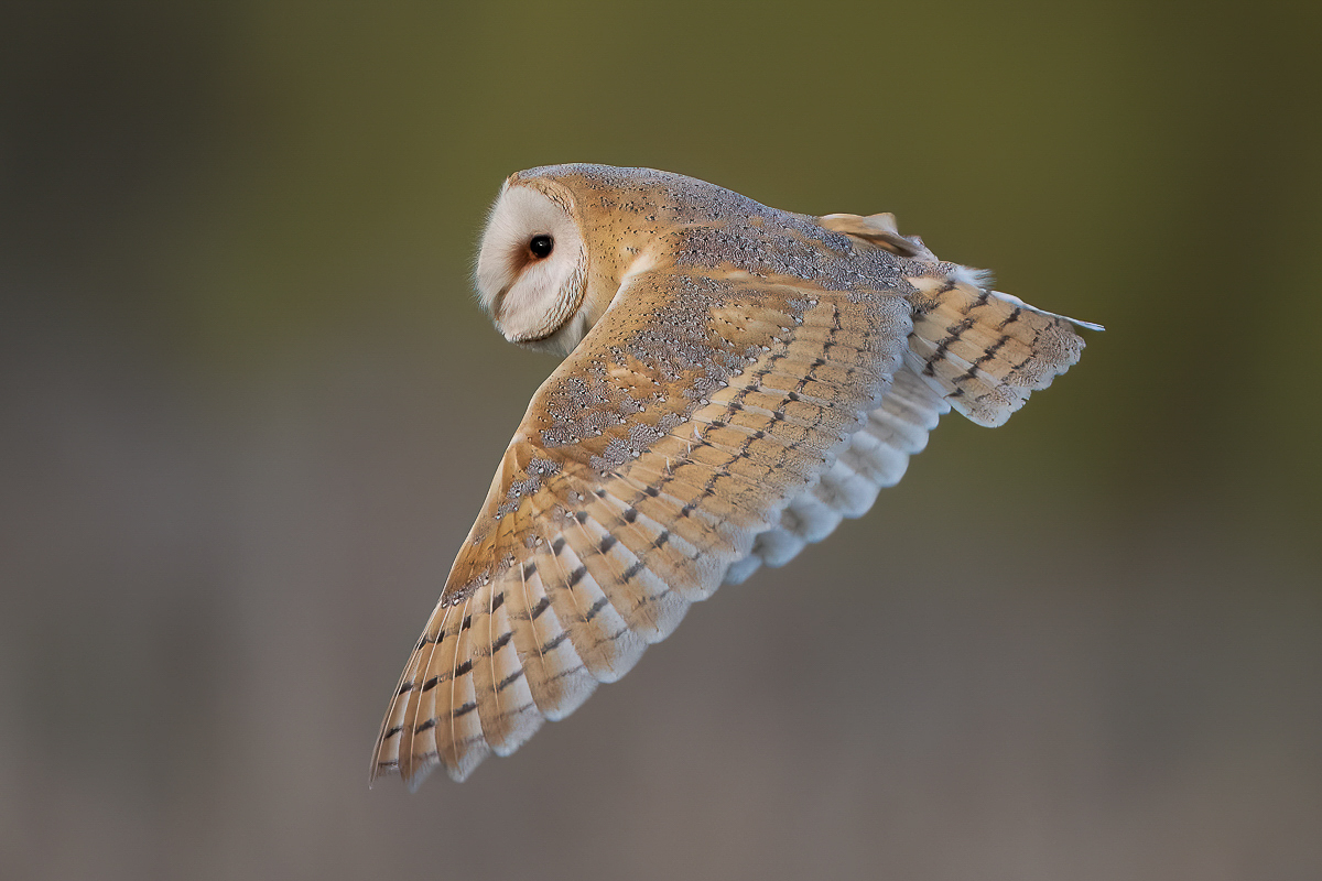 Arbon_3_BCG_Barn Owl_01.jpg