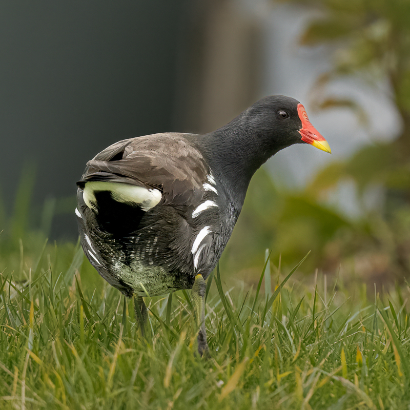 Arbon_3_ED1X1_Moorhen_Freshney_02-02-2023_01.jpg