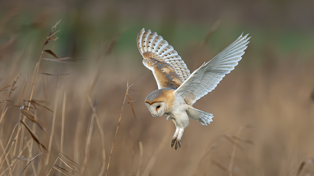 Arbon_4_BCG_Barn Owl_01.jpg