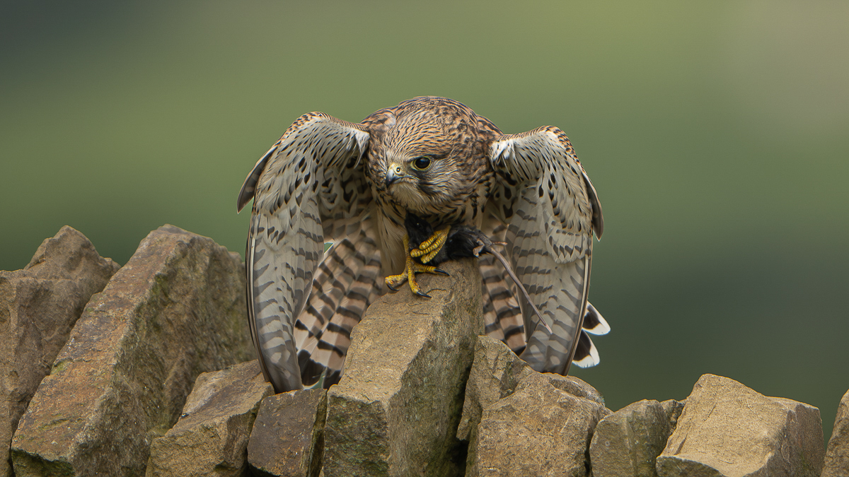 Arbon_BCG_Female Kestrel_01.jpg