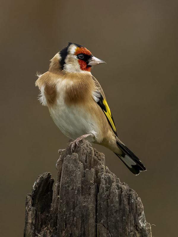 Arbon_BCG_Goldfinch_01.jpg