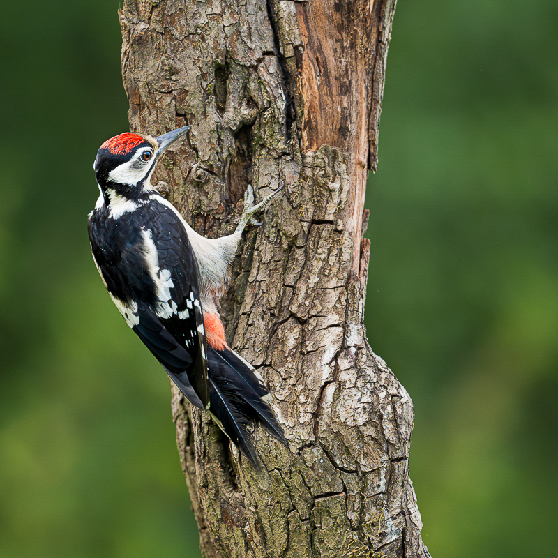 Arbon_BCG_Greater Spotted Woodpecker_01-2.jpg