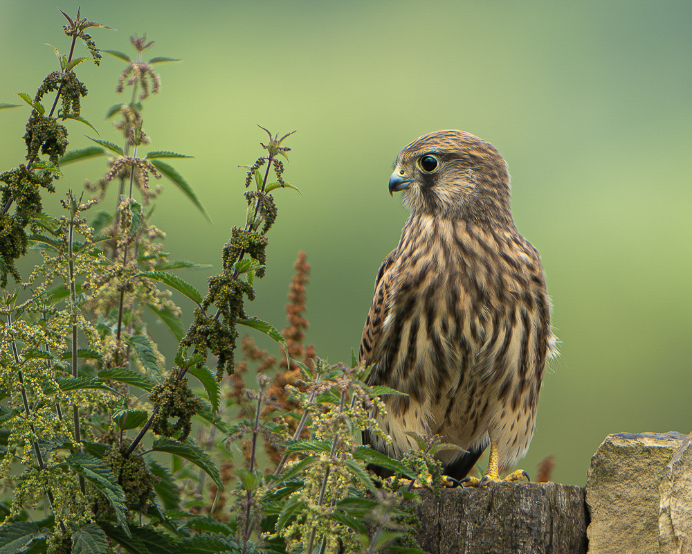 Arbon_BCG_Juvenile Kestrel_01-2.jpg