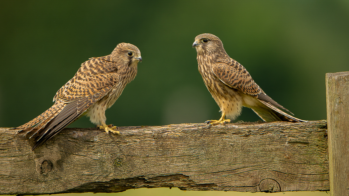 Arbon_BCG_Kestrels_01.jpg