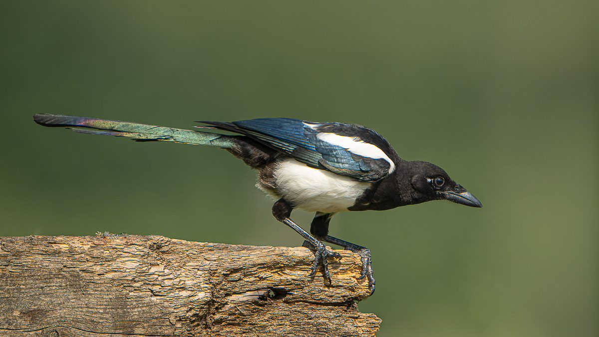 Arbon_BCG_Magpie_01.jpg