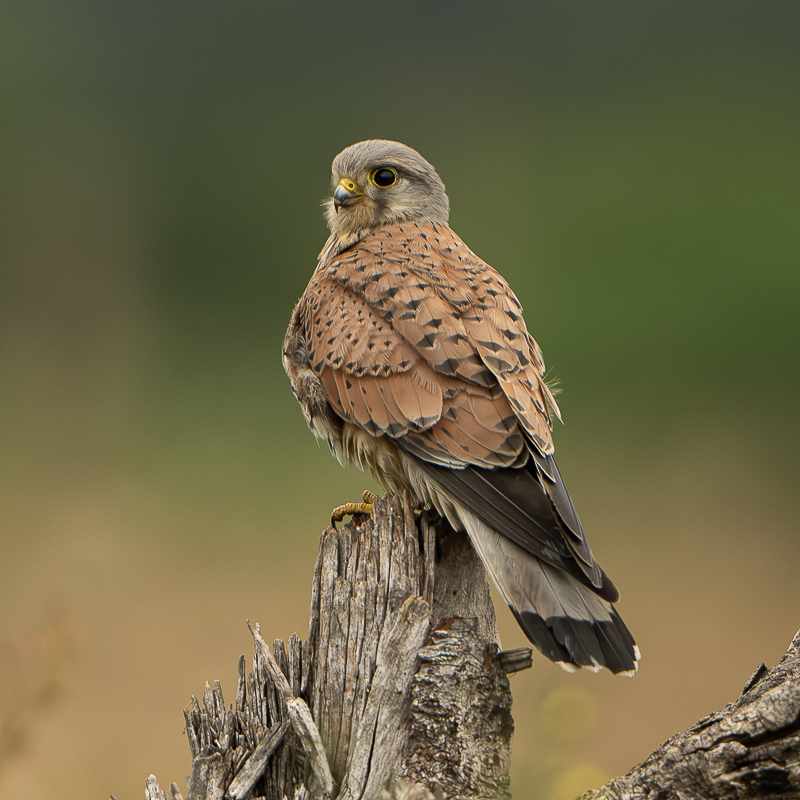 Arbon_BCG_Male Kestrel_02-07-2024_01.jpg