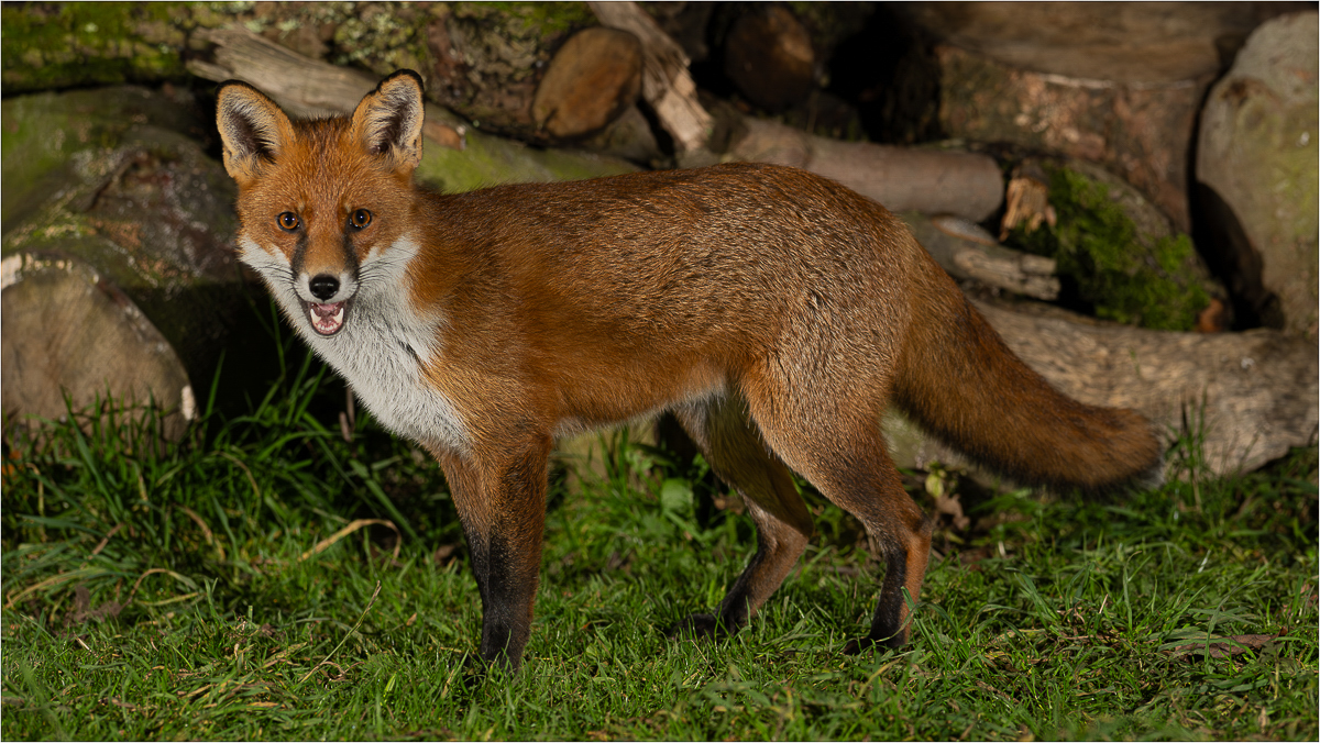 Arbon_BCG_Red Fox_18-10-2024_0.1.jpg