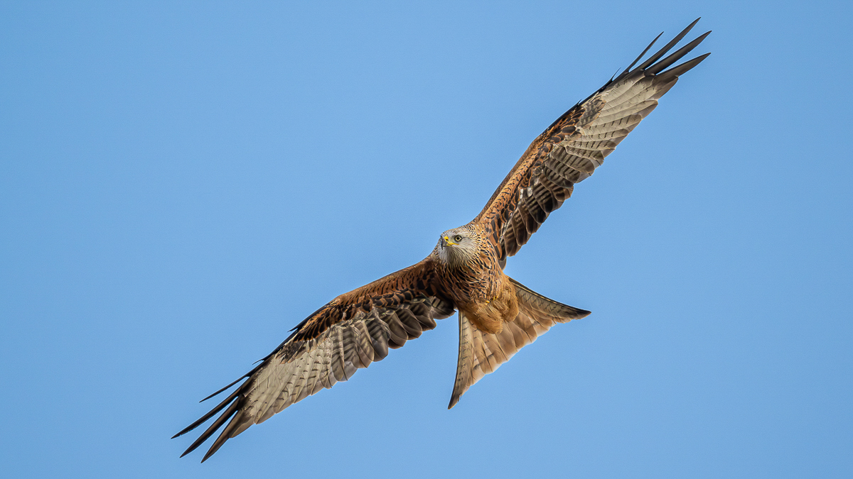 Arbon_BCG_Red Kite_01.jpg