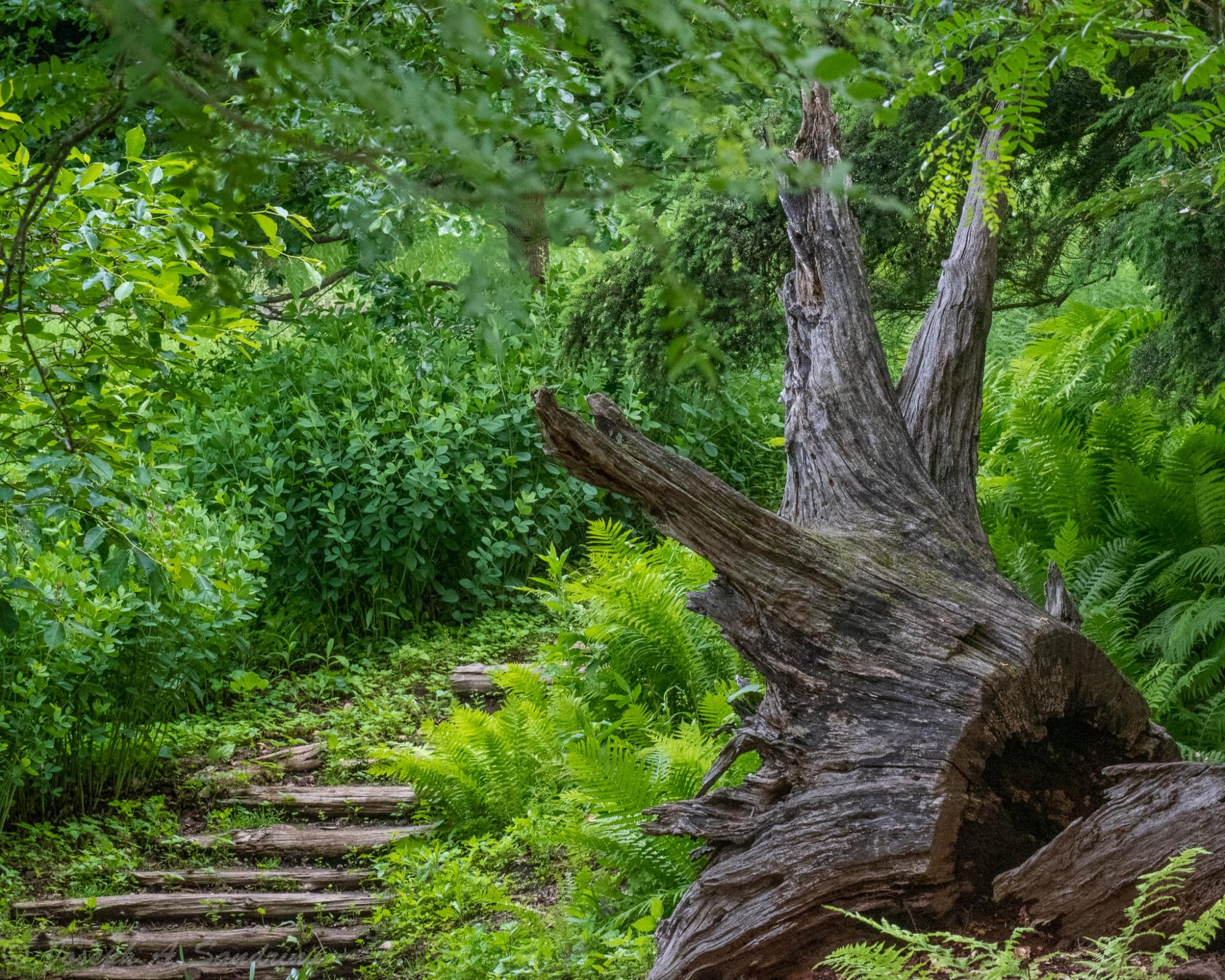 Arboretum.jpg