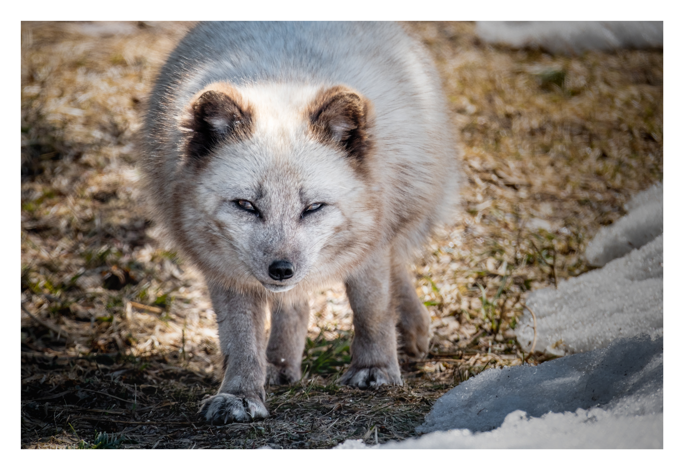 arctic-fox-3.jpg