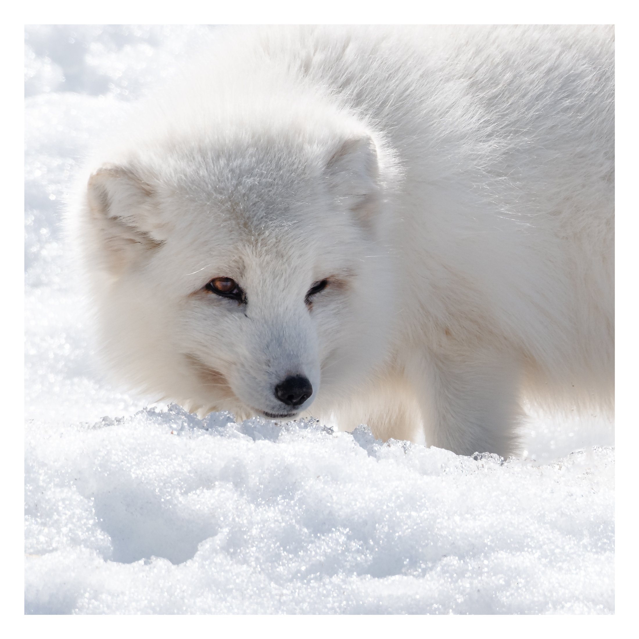 arctic-fox.jpg