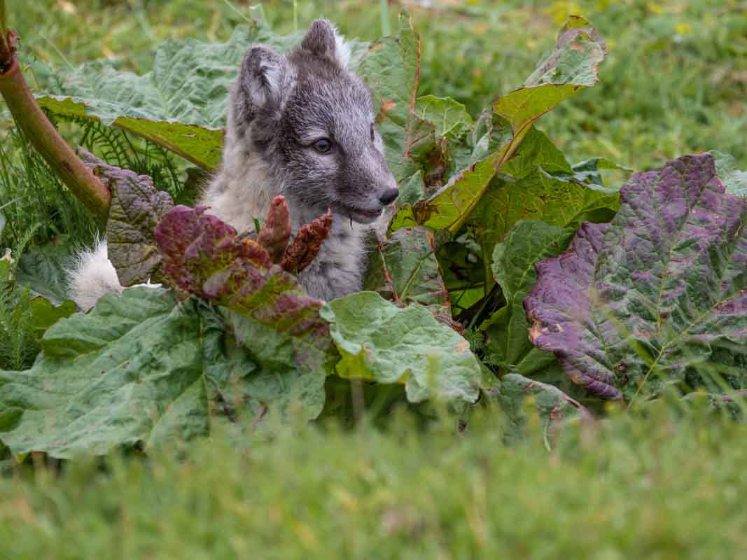 Arctic Fox Kit.jpg