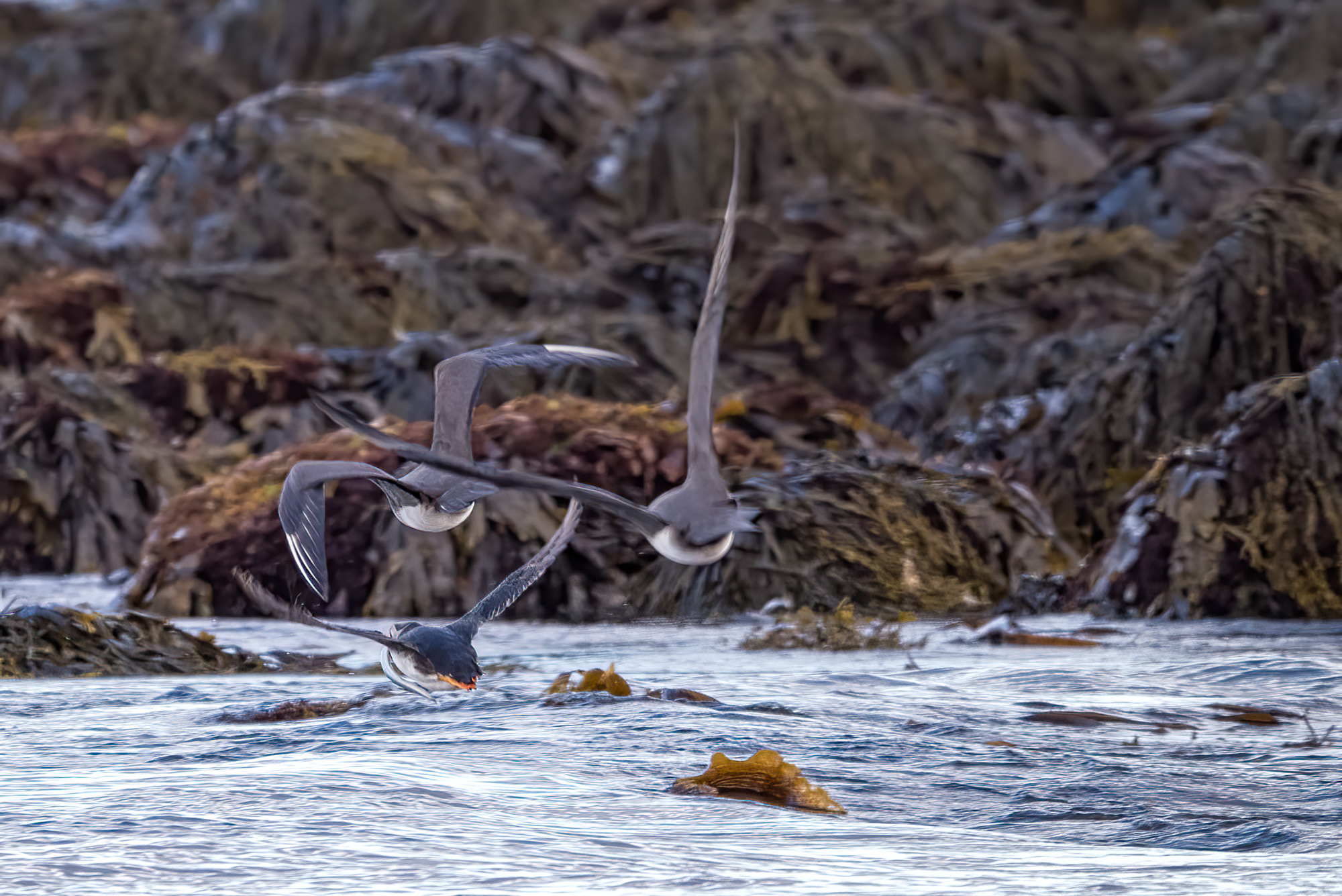 Arctic skua stealing1.jpg