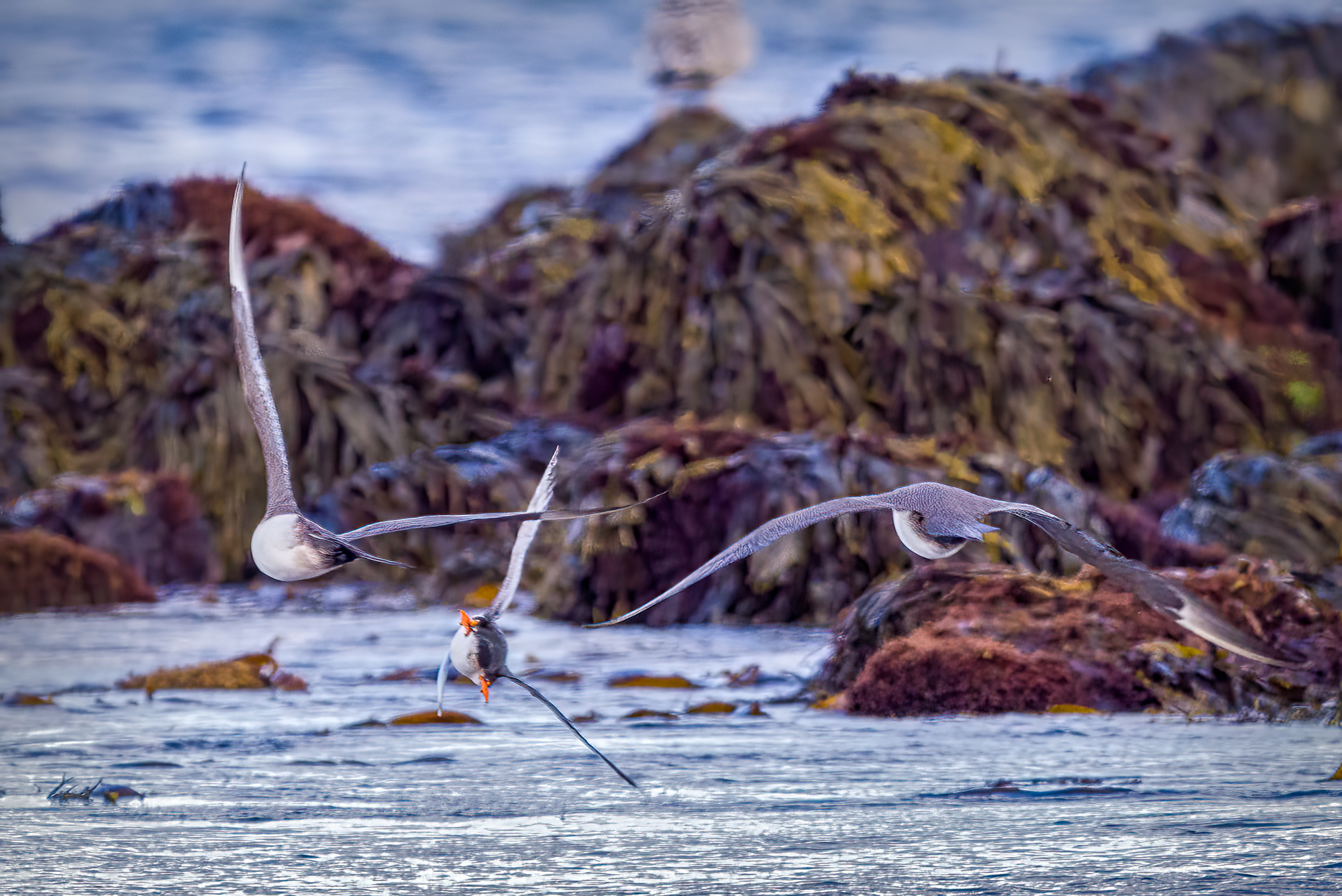 Arctic skua stealing2.jpg