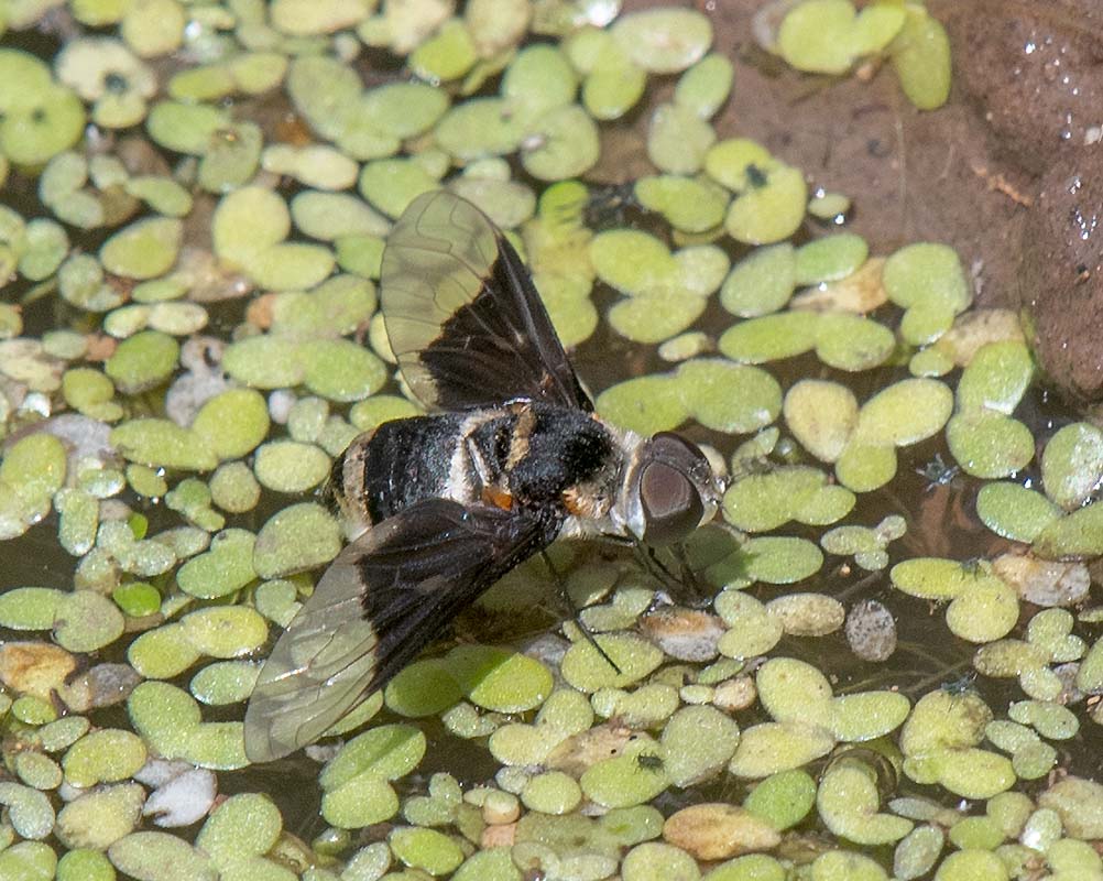 Arizona Beefly  Empire Ranch stock pond500_253308152019.jpg