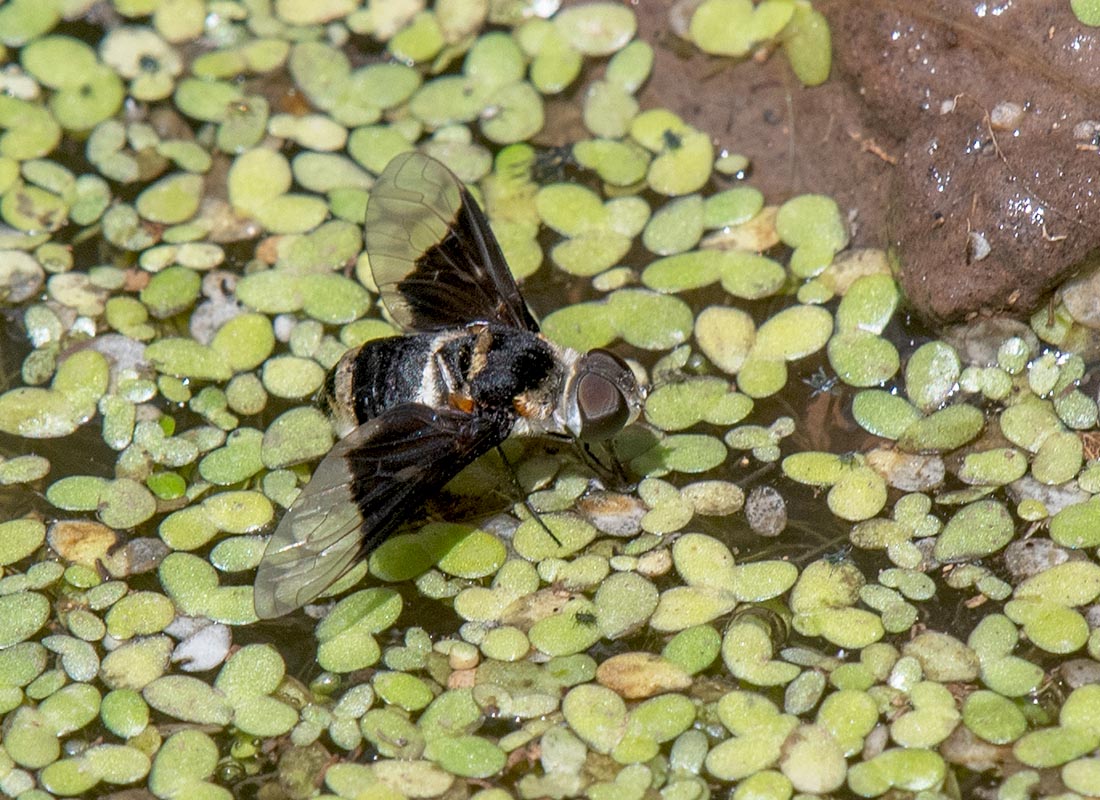 Arizona Beefly  Empire Ranch stock pond500_253308152019.jpg