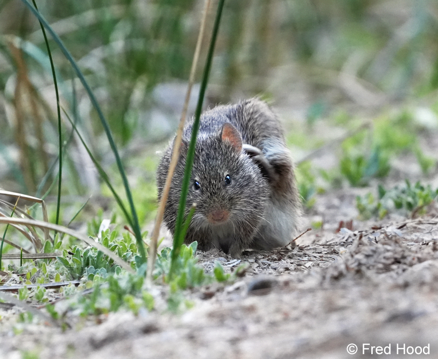 arizona cotton rat S6320.JPG