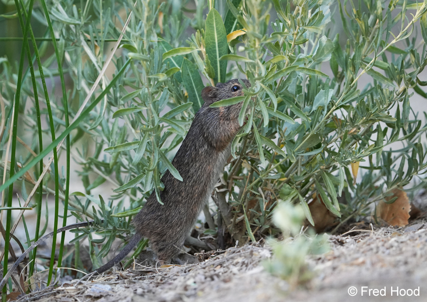 arizona cotton rat S9037.JPG