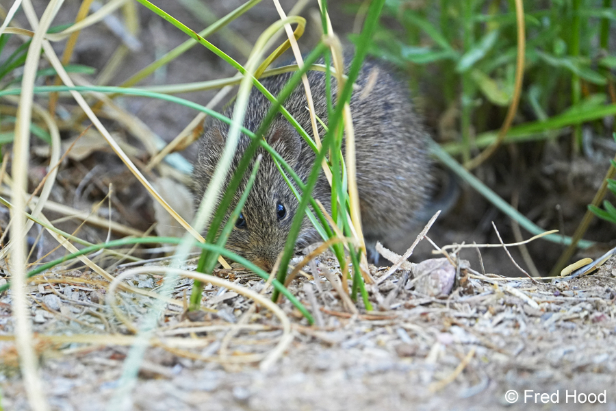 arizona cotton rat S9111.JPG