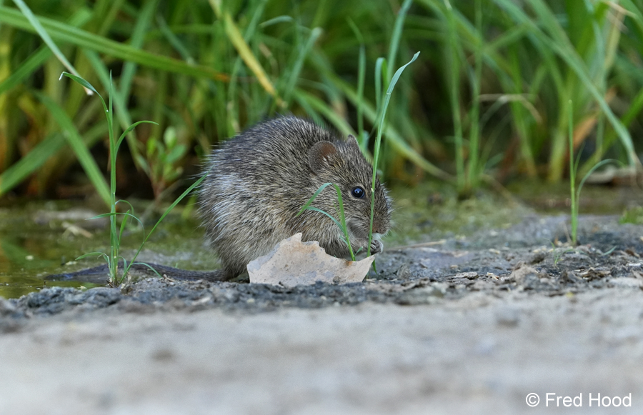 arizona cotton rat S9119.JPG