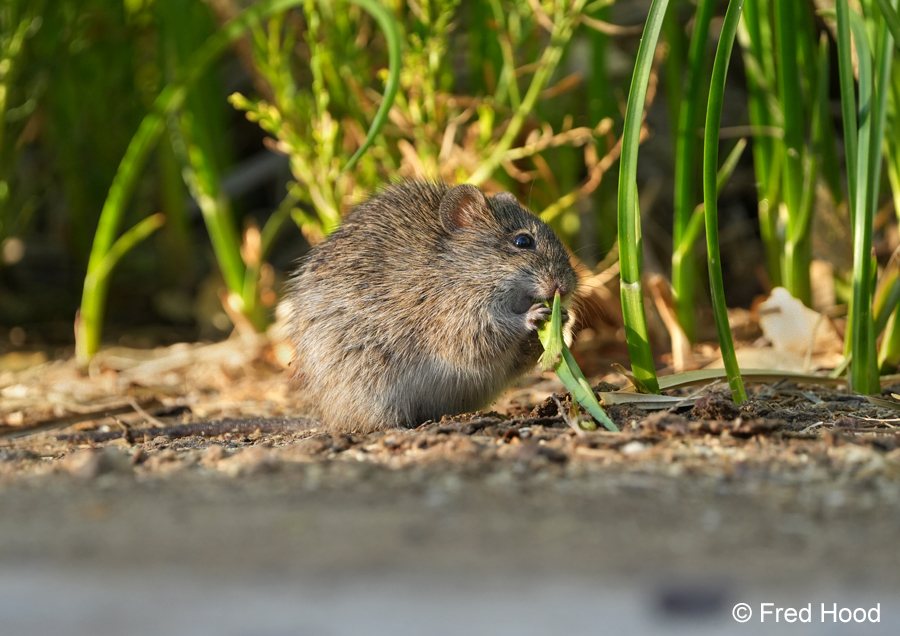 arizona cotton rat S9125.JPG