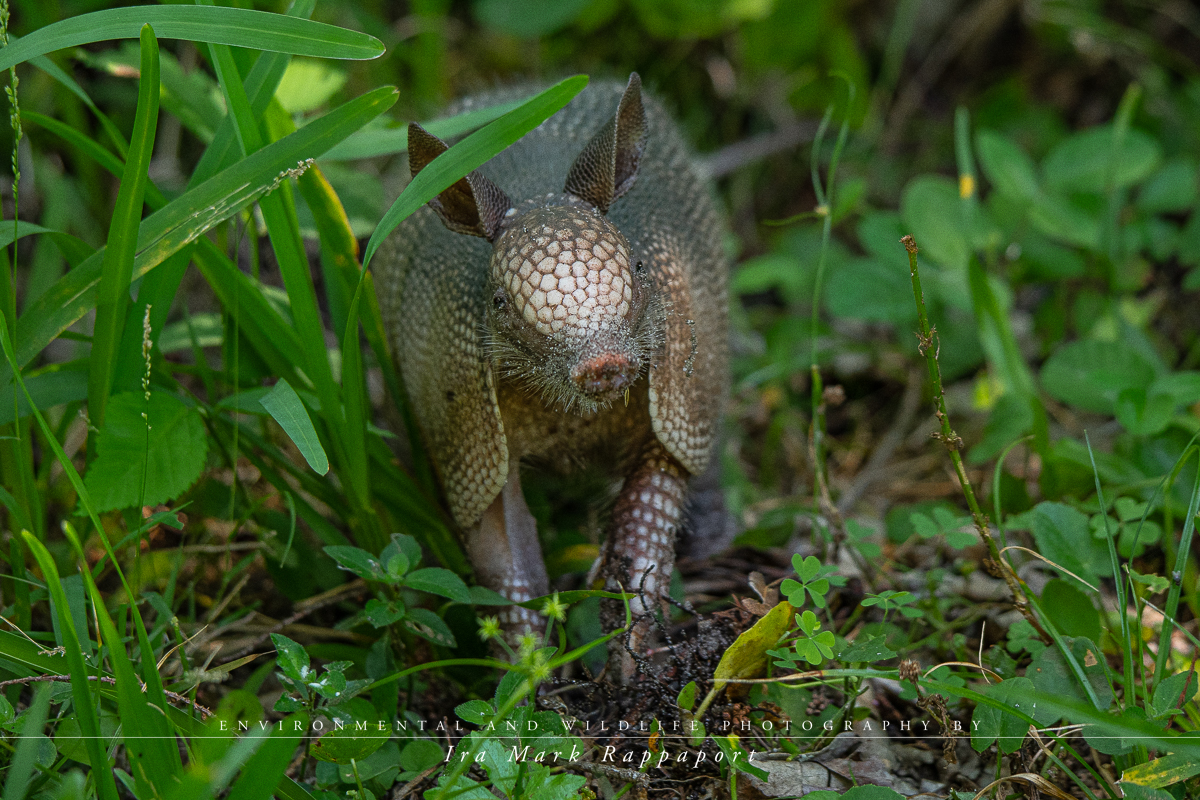 Armadillo-2.jpg