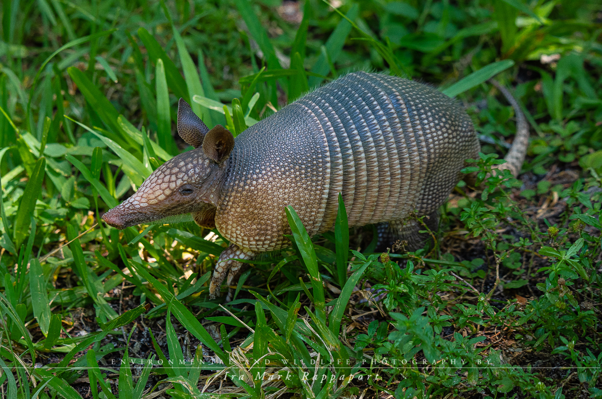 Armadillo.jpg