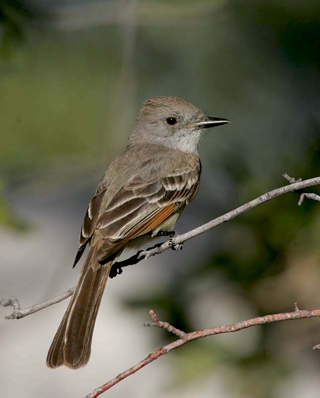 Ash-throated Flycatcher05092007 (3).jpg