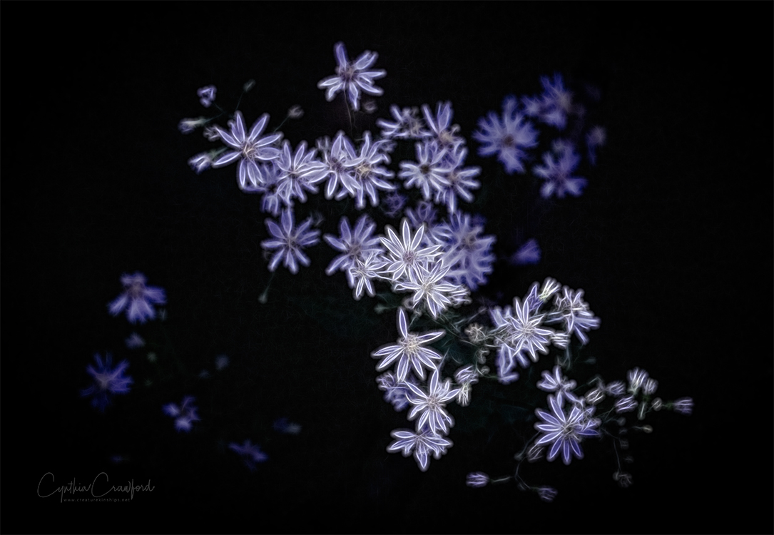 asters3_Z63_3049 copy 2.jpg