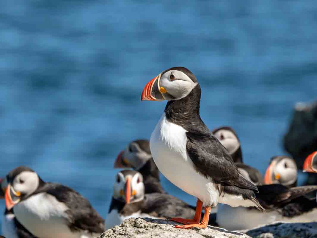 Atlantic Puffin.jpg