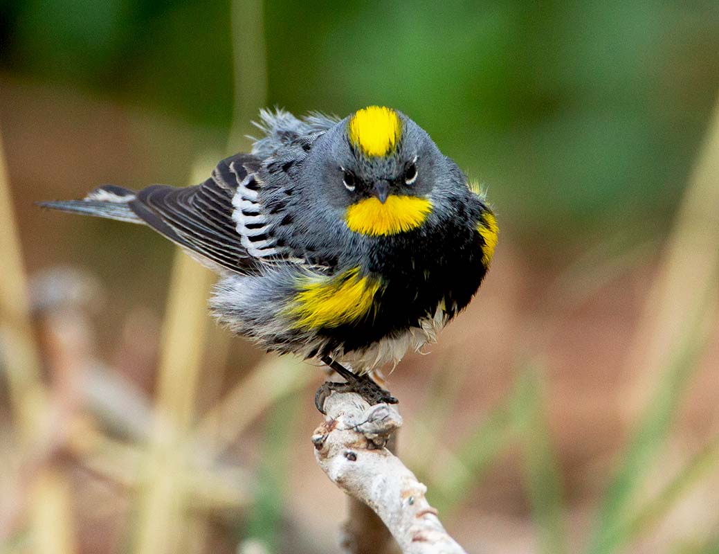 Audubon's Warbler 20110428 4357 _E5C4685.jpg