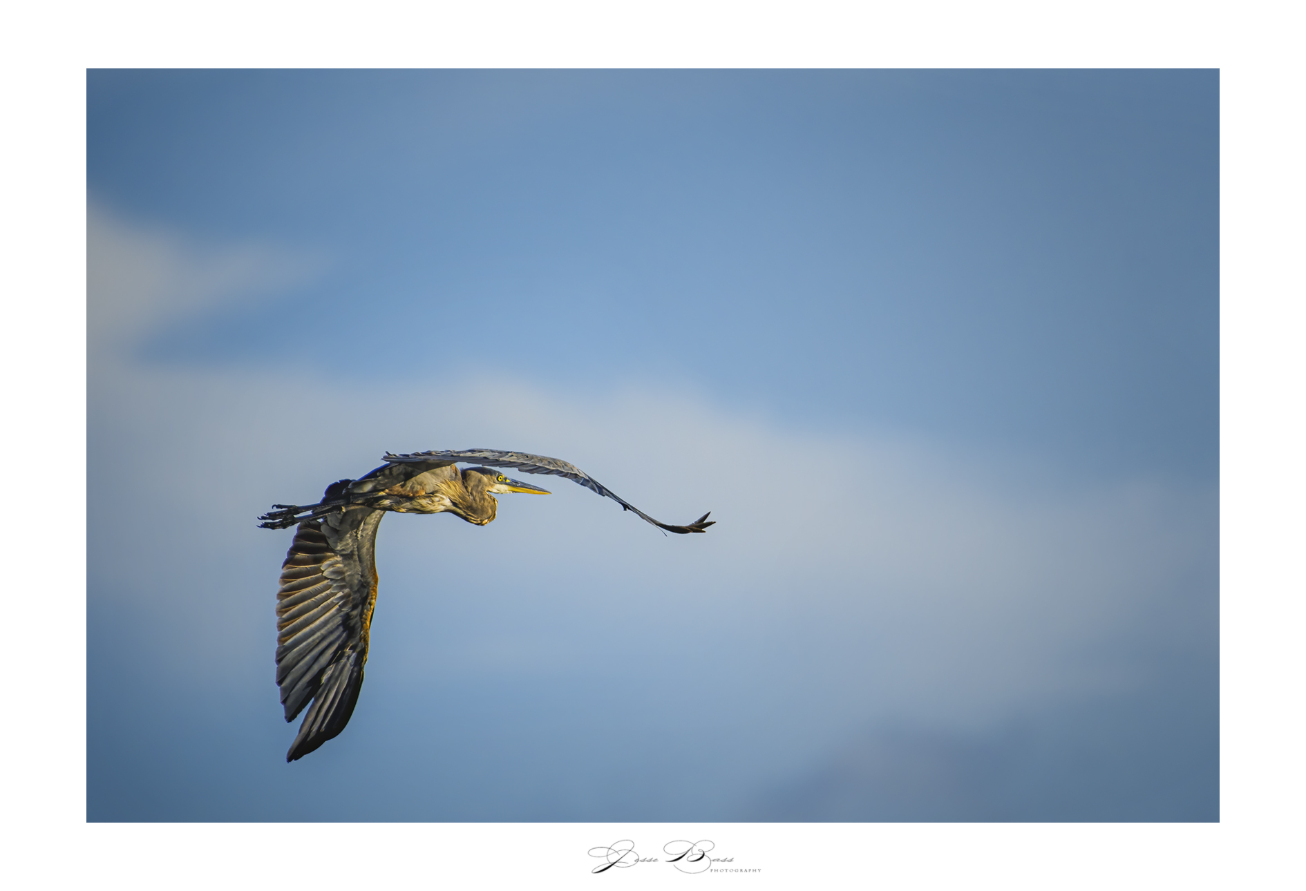 august132020_greatblue2_web_5464.jpg