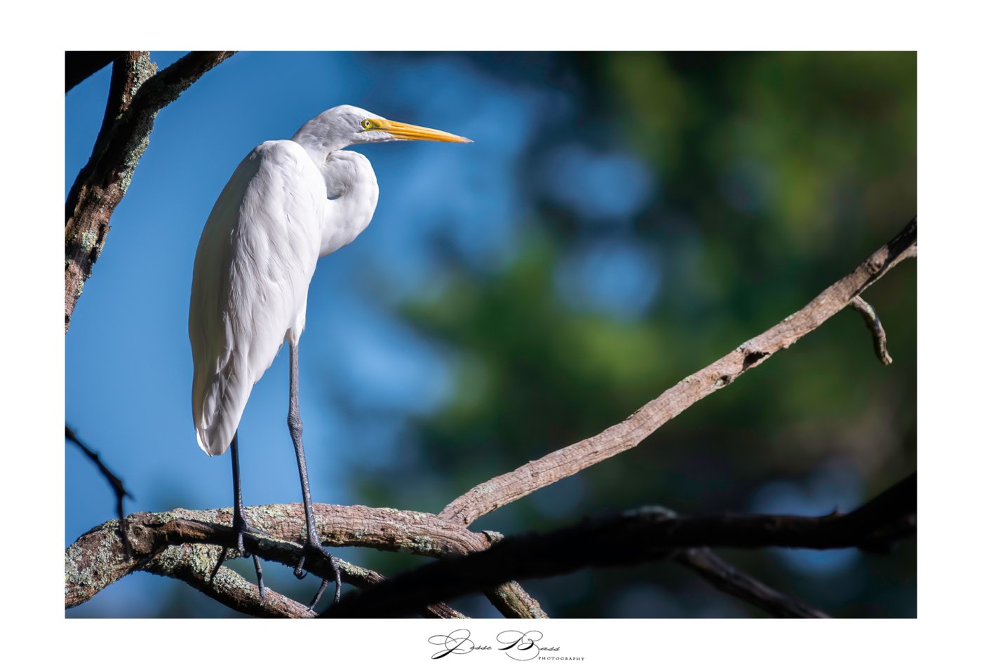 august162022_portsmouthgreategret1_web_8337.jpg