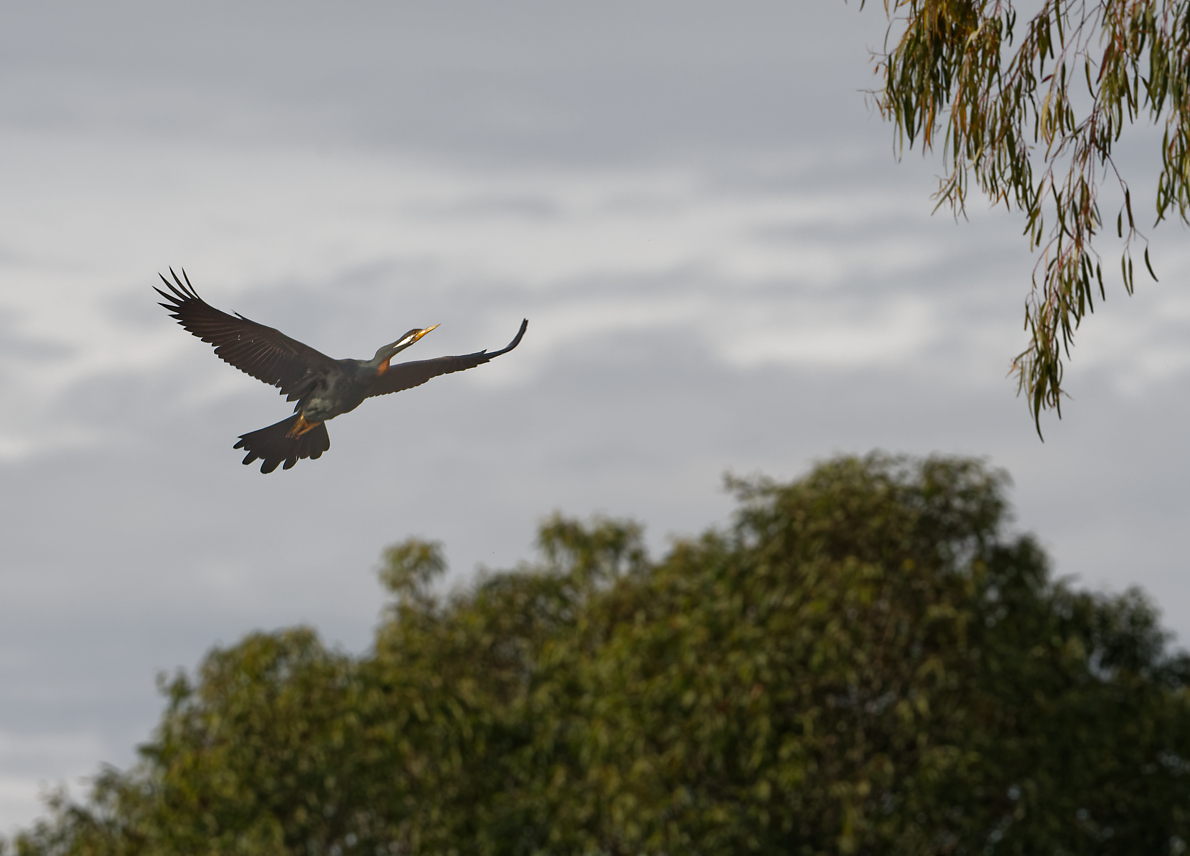 Australasian Darter IF.jpg