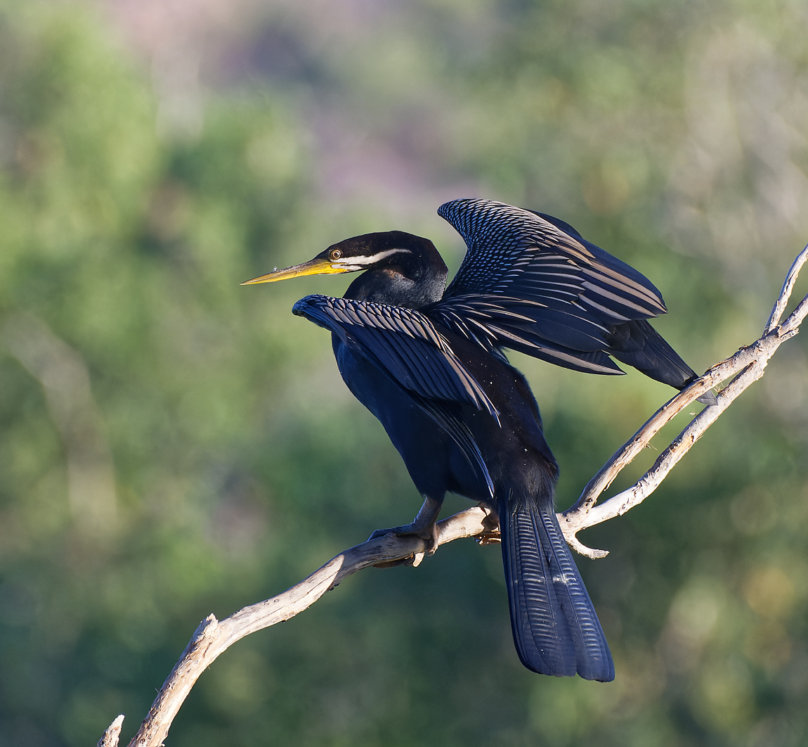 Australasian Darter m  10-1.jpg