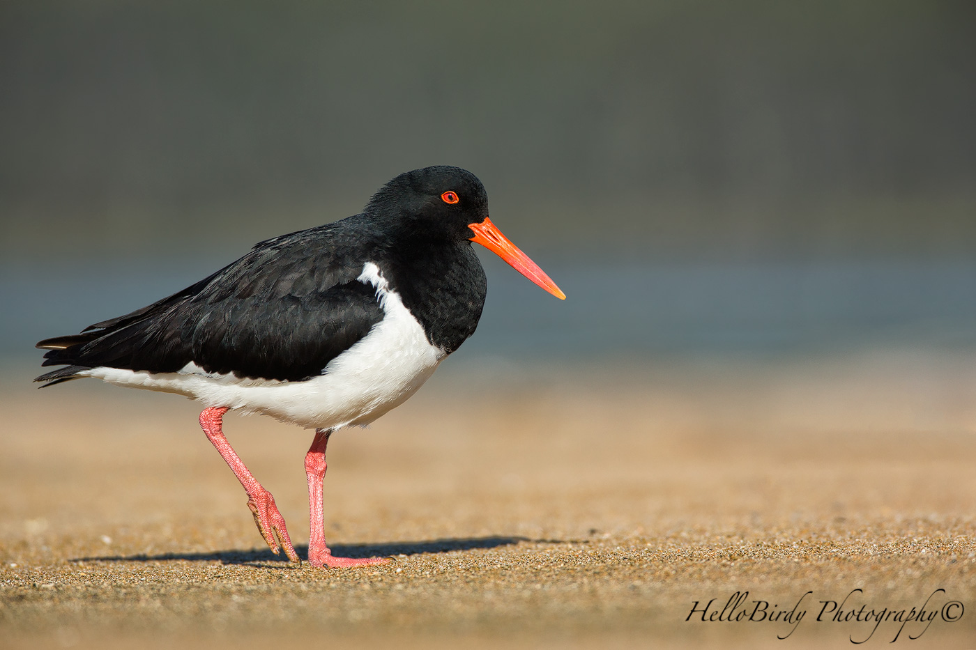 Australian Pied Oystercatcher1.jpg