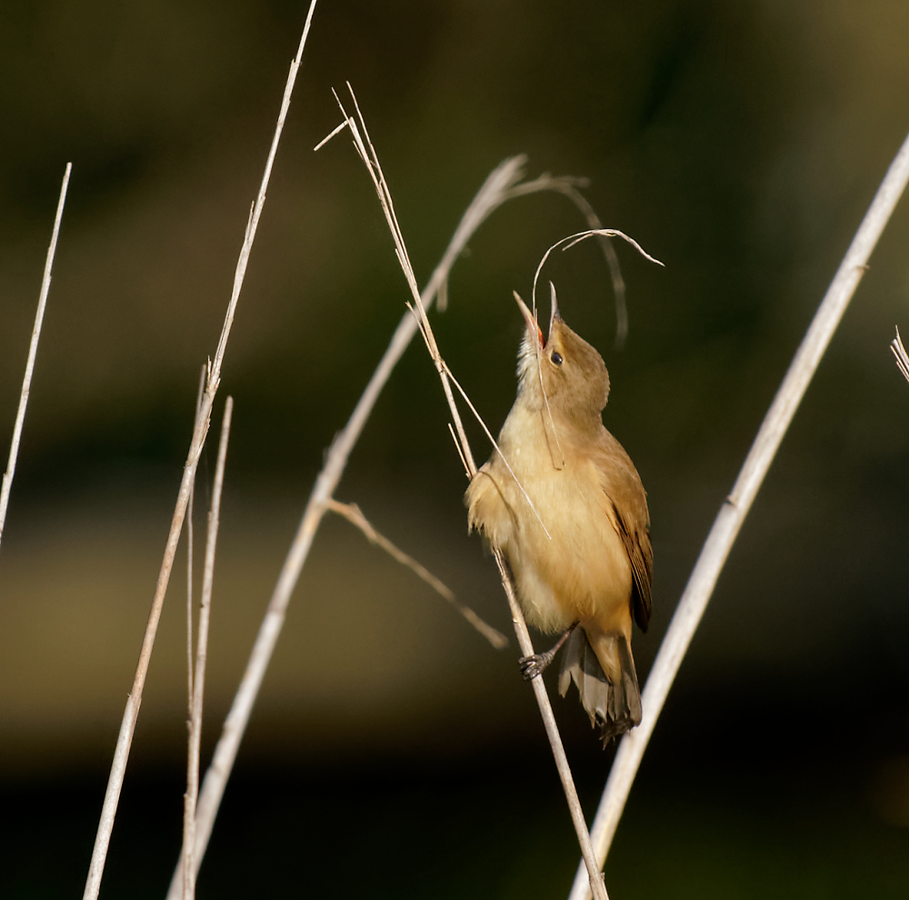 Australian Reed Warbler and nest material (12).jpg