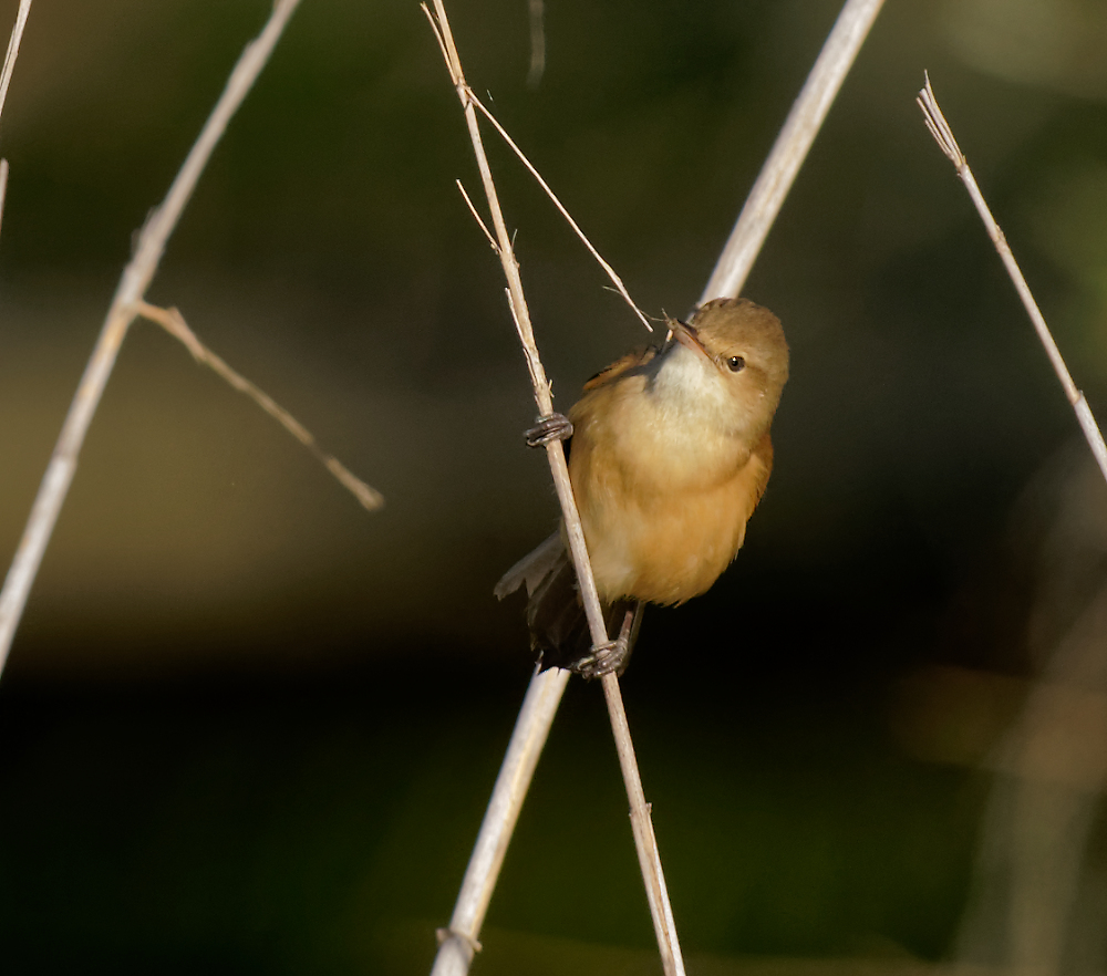 Australian Reed Warbler and nest material (22).jpg