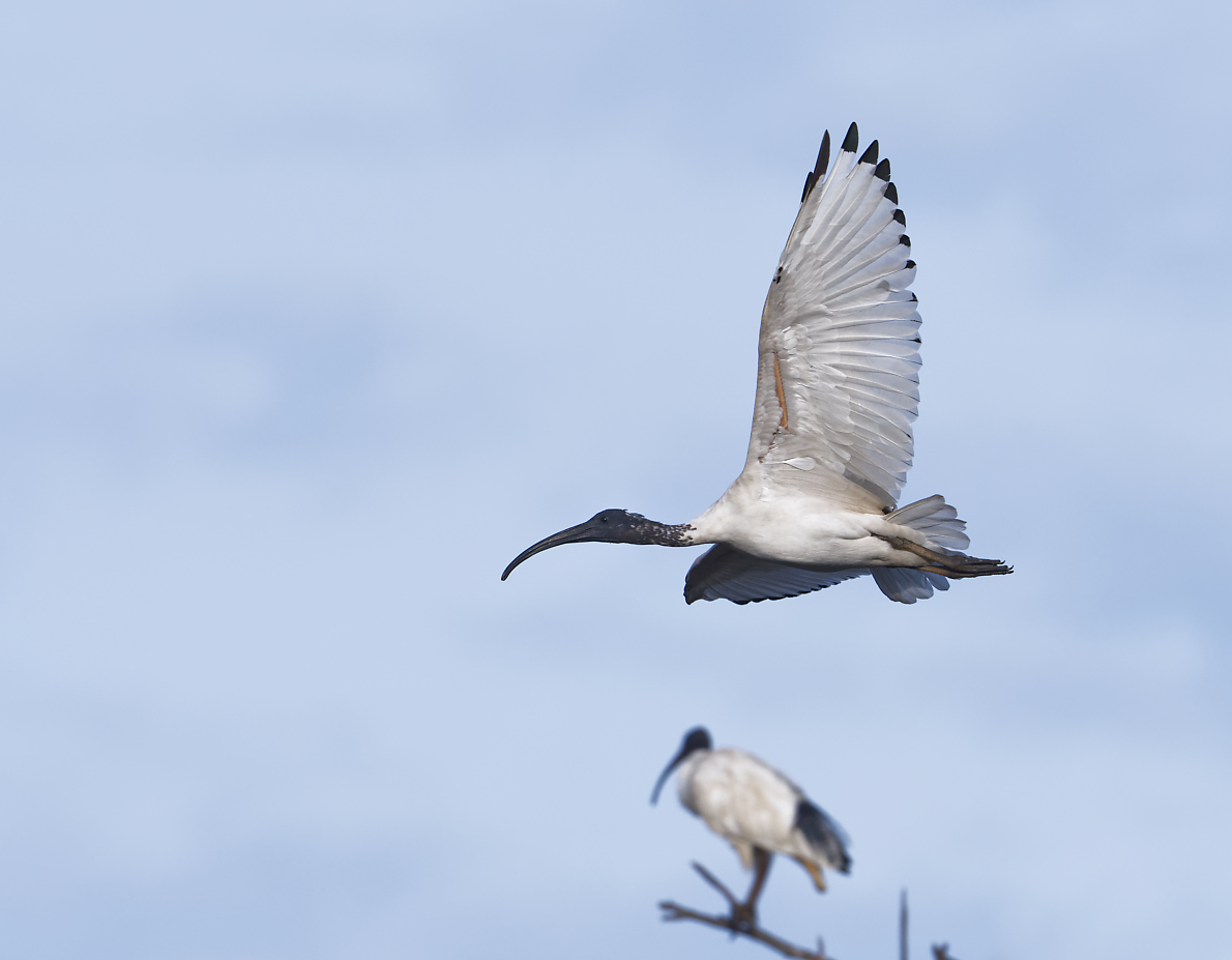 Australian White Ibis IF (33).jpg