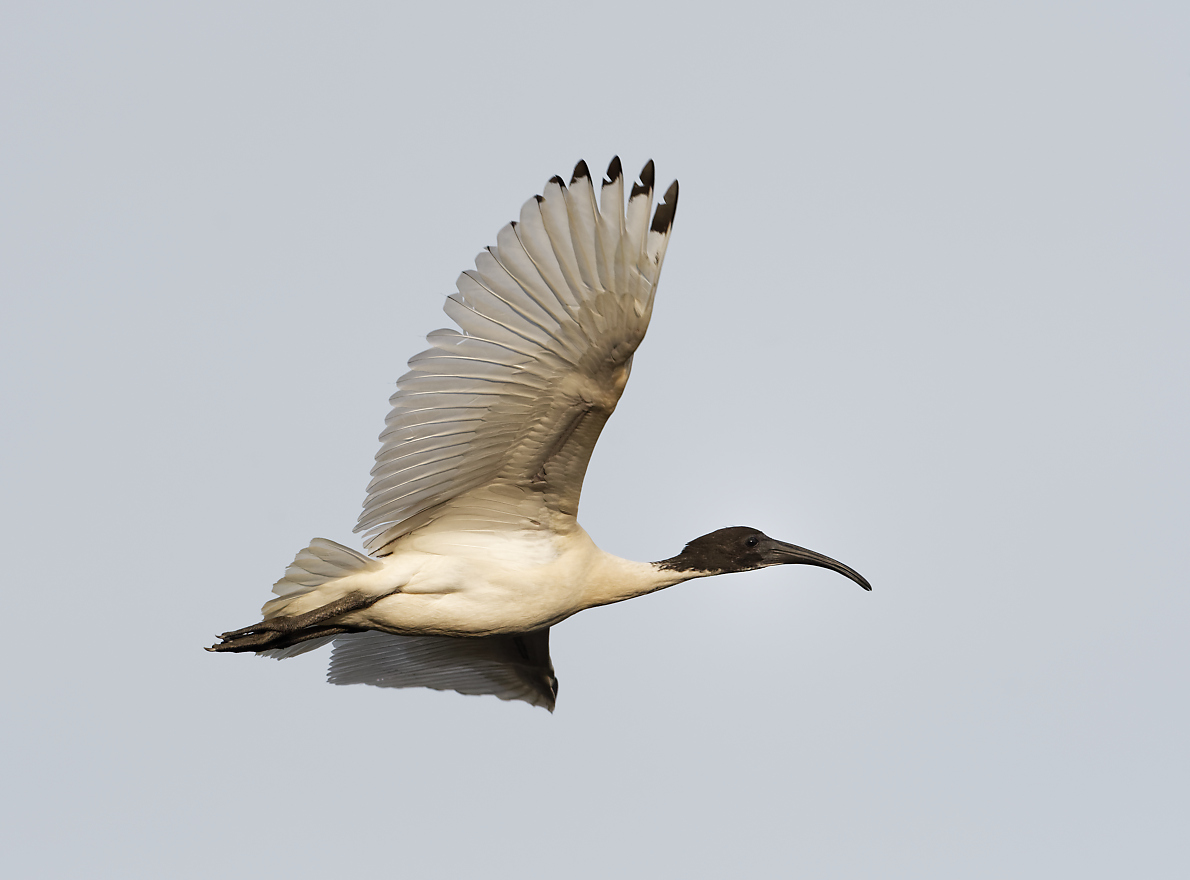 Australian White Ibis IF (38).jpg